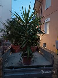 Piante esterno