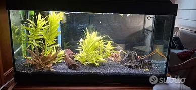 Acquario 80lt