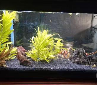 Acquario 80lt