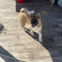 Cucciola Akita americano