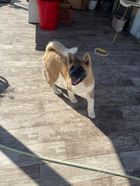 Cucciola Akita americano