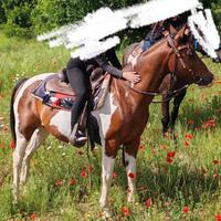 Cavallo