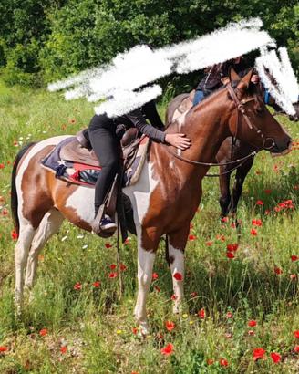 Cavallo