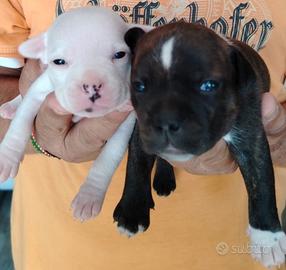 Cuccioli Staffordshire bull terrier