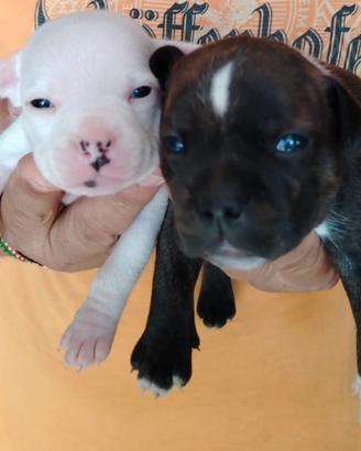 Cuccioli Staffordshire bull terrier