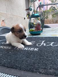 Jack Russell