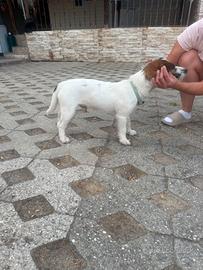 Cane Jak rasel 9mesi