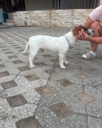 Cane Jak rasel 9mesi