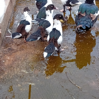 Paperotti di anatra muta