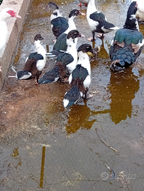 Paperotti di anatra muta