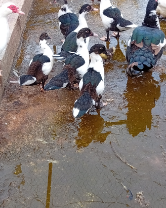 Paperotti di anatra muta