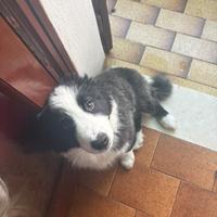 Cucciolo Border Collie