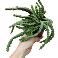 orbea variegata stapelia pianta grassa