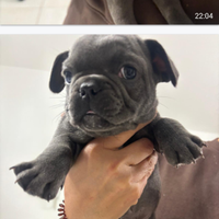 Cucciolo bulldog francese