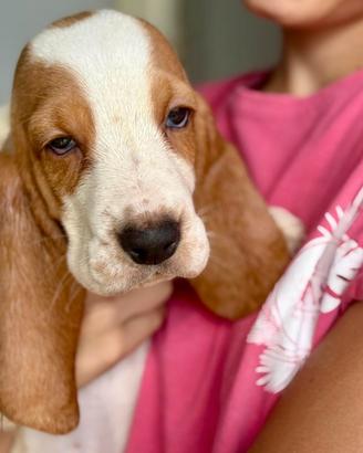 Il tuo bassethound ORA paghi con comodo