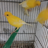 Canarini giallo