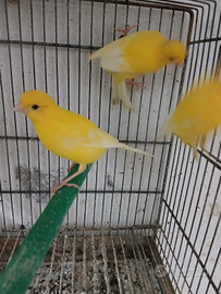 Canarini giallo