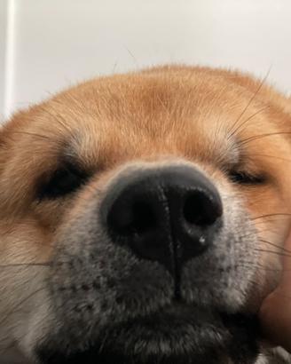 Akita inu maschio per monta