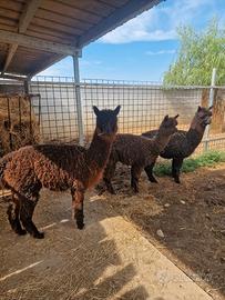 Alpaca maschi giovani