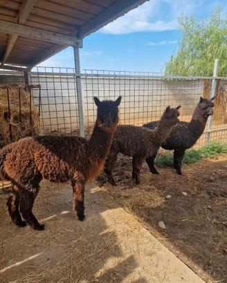 Alpaca maschi giovani