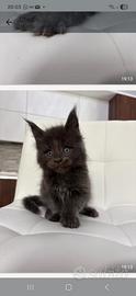 Maine coon