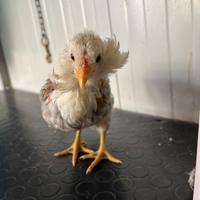 Galline Araucana