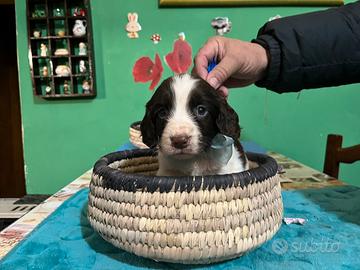 Cuccioli di Springer spaniel