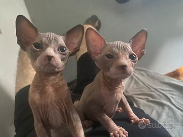Sphynx