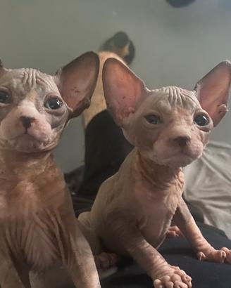 Sphynx
