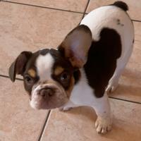 Cucciolo di bulldog francese