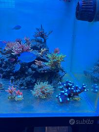 Coralli acquario marino