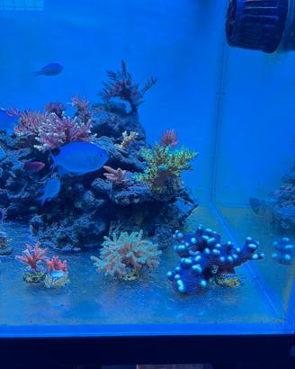 Coralli acquario marino