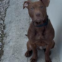Pitbull