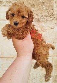 Barboncino Toy albicocca