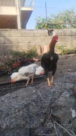 Galline KO Shamo