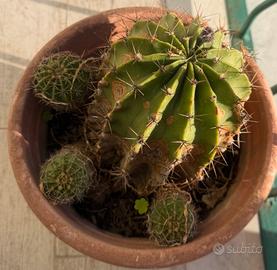 Echinopsis maturo
