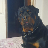 Rottweiler maschio