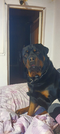 Rottweiler maschio