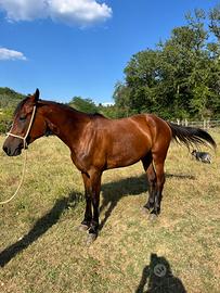 Cavallo maremmano ANAM
