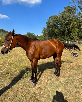 Cavallo maremmano ANAM