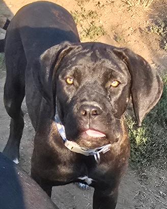 cane Corso 