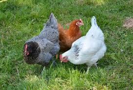 Galline ovaiole