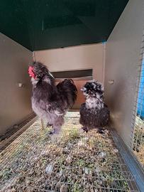 Moroseta silkie mottled