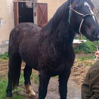 Puledra perscheron