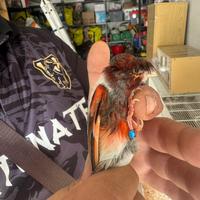 Arlecchini portoghesi