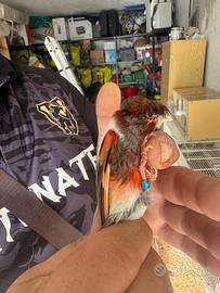 Arlecchini portoghesi