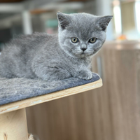 British Shorthair da coccolare