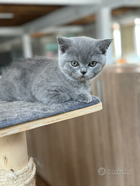 British Shorthair da coccolare