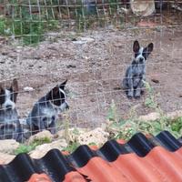 Cattle Dog cuccioli australiano