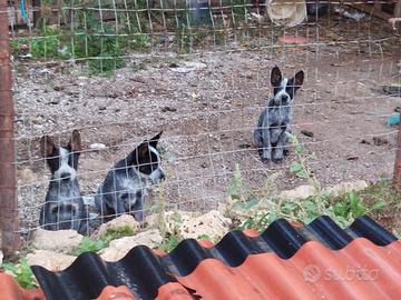 Cattle Dog cuccioli australiano